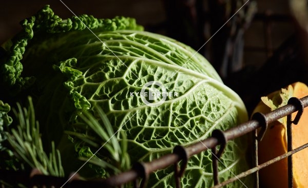 Cabbage