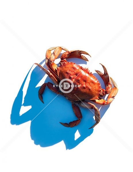 Crab