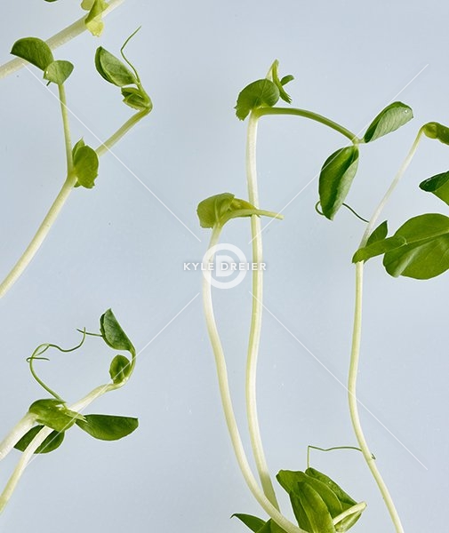 Pea Shoots