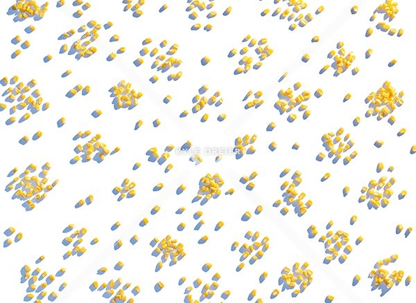 Corn