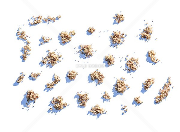 Quinoa