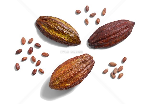 Cacao Bean