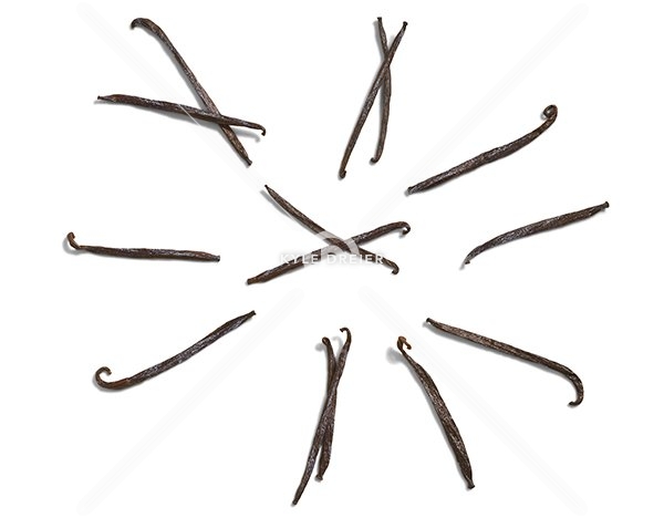 Vanilla Bean