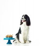Pupcakes