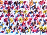 Tootsie Pops Crushed