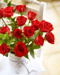 Graduation Party Roses