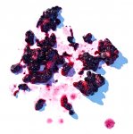 Smashed Blackberries