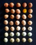 Eggs Organized