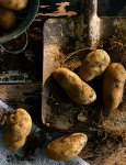 Potatoes
