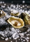 Oysters