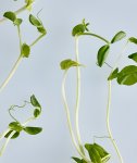 Pea Shoots