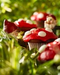 Cupcake Toadstools