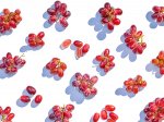 Grapes (revised)