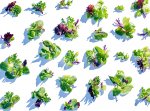 Salata mix